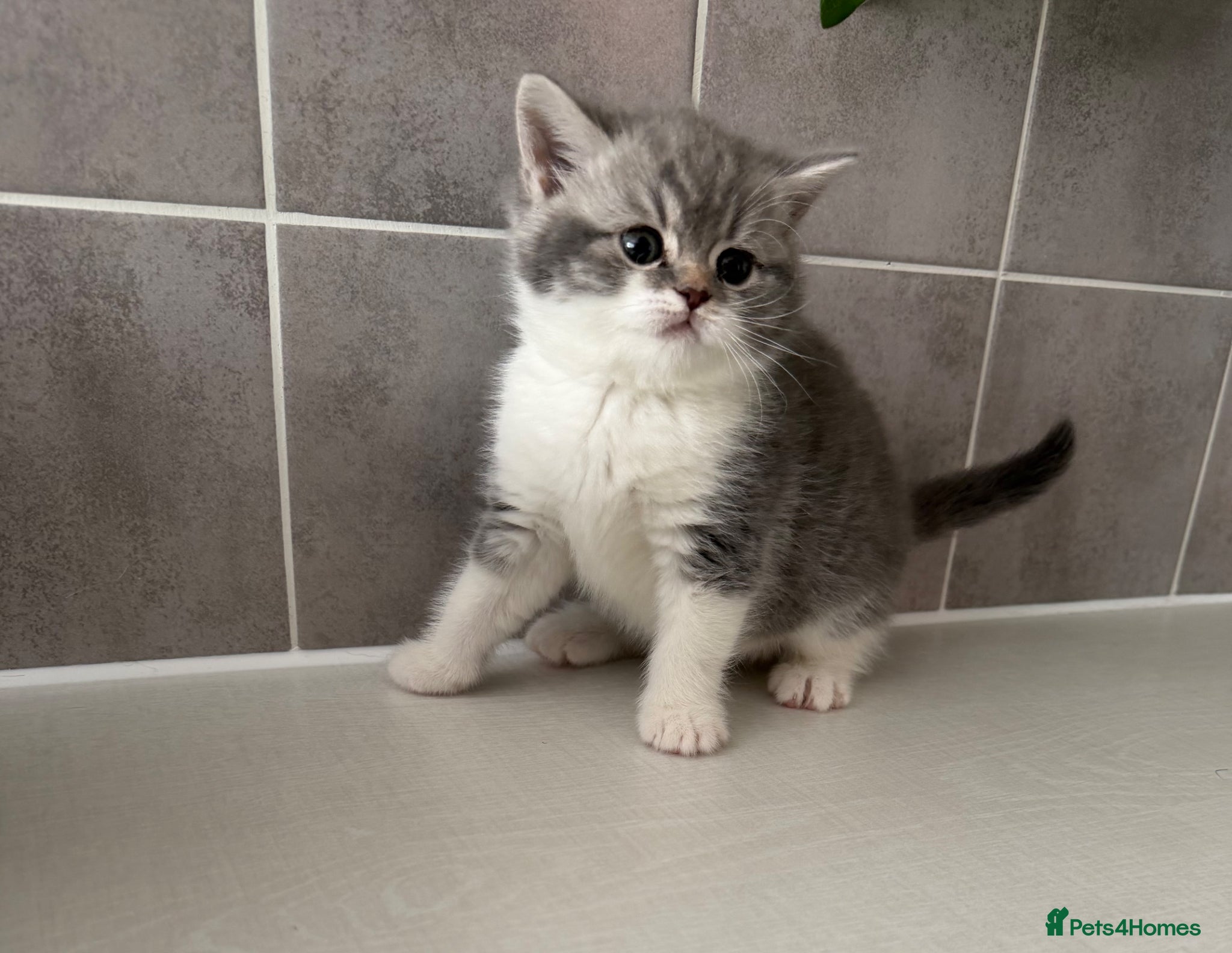 British Shorthair cats Ready to go in 2 weeks! - Advert 15