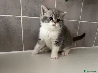 British Shorthair cats Ready to go in 2 weeks! - Advert 15