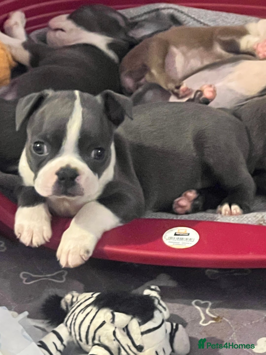 Boston Terrier dogs for sale: KC stunning chunky Boston Terriers - Image 36
