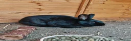New Zealand rabbits for sale: 🐰 New Zealand Does – Steel & Sliver 🐰 - Advert 3