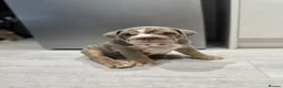 English Bulldog dogs for sale: 4 stunning unique KC registered coloured pups - Advert 4