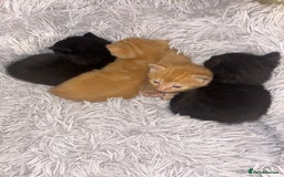 Mixed Breed cats for sale: 4x kittens for sale  - Image 4