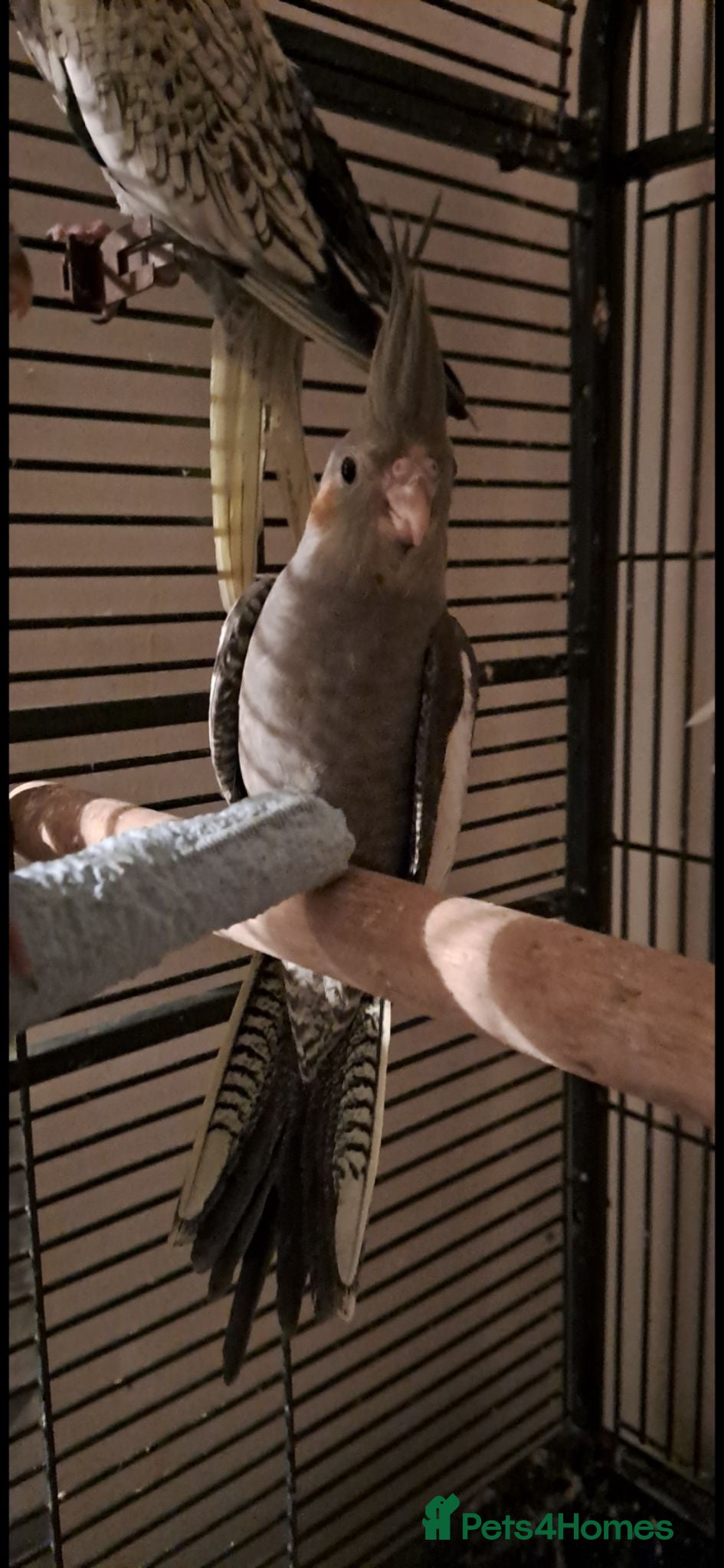 Cockatiels birds Baby cockatiels, 2 boys for sale in Liverpool area - Advert 2