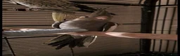 Cockatiels birds for sale: Baby cockatiels ( 2 boys and 1 girl ) for sale  in Prescot - Advert 3
