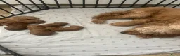 Cavapoo dogs for sale: Baby cavapoos  in Nottingham - Advert 9