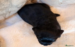 Labradoodle dogs for sale: ** RARE SILVER , CHOC & EBONY F1 LABRADOODLE PUPS  - Image 17
