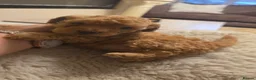 Toy Poodle dogs for sale: Toy poodle - Advert 10