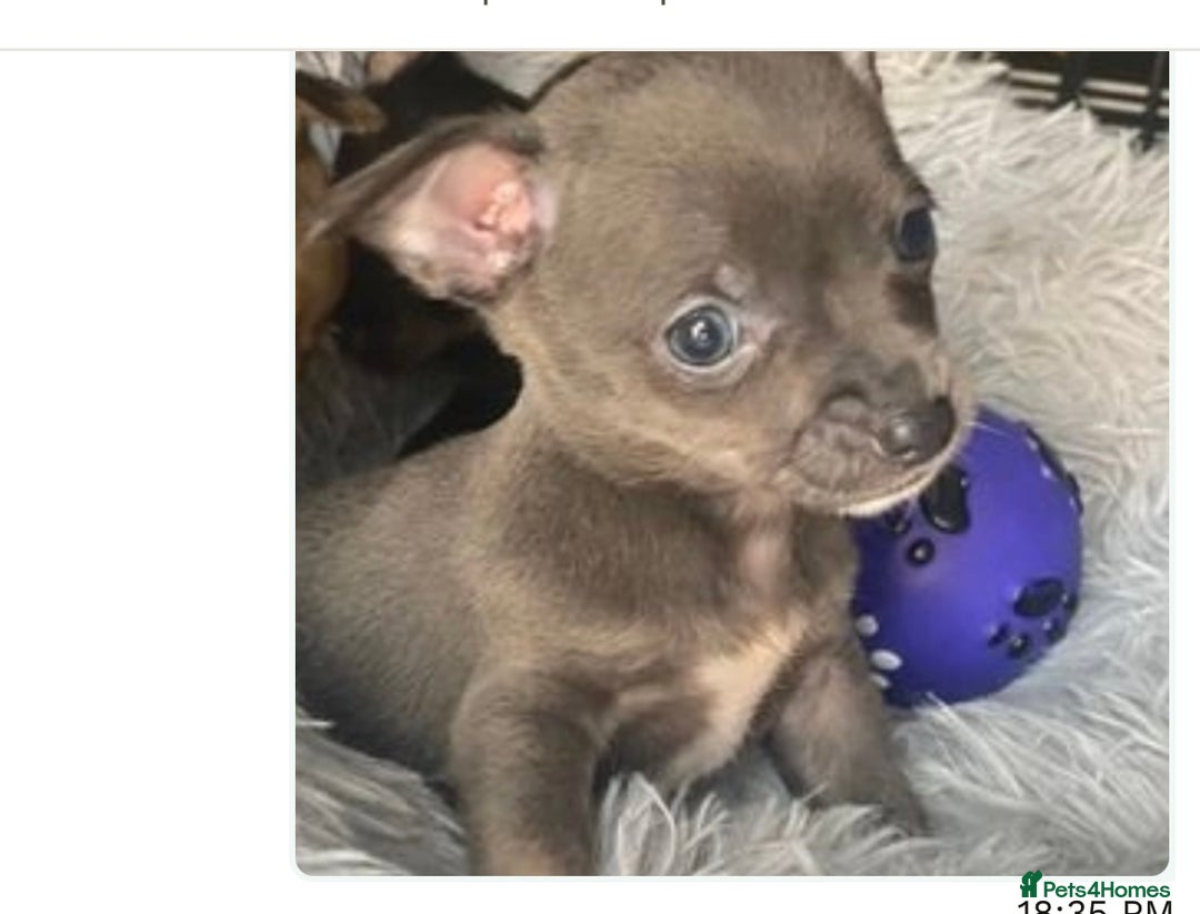 Chihuahua dogs for stud: KC Reg Russian x Italian Full Chihuahua Stud in Stourbridge - Advert 17