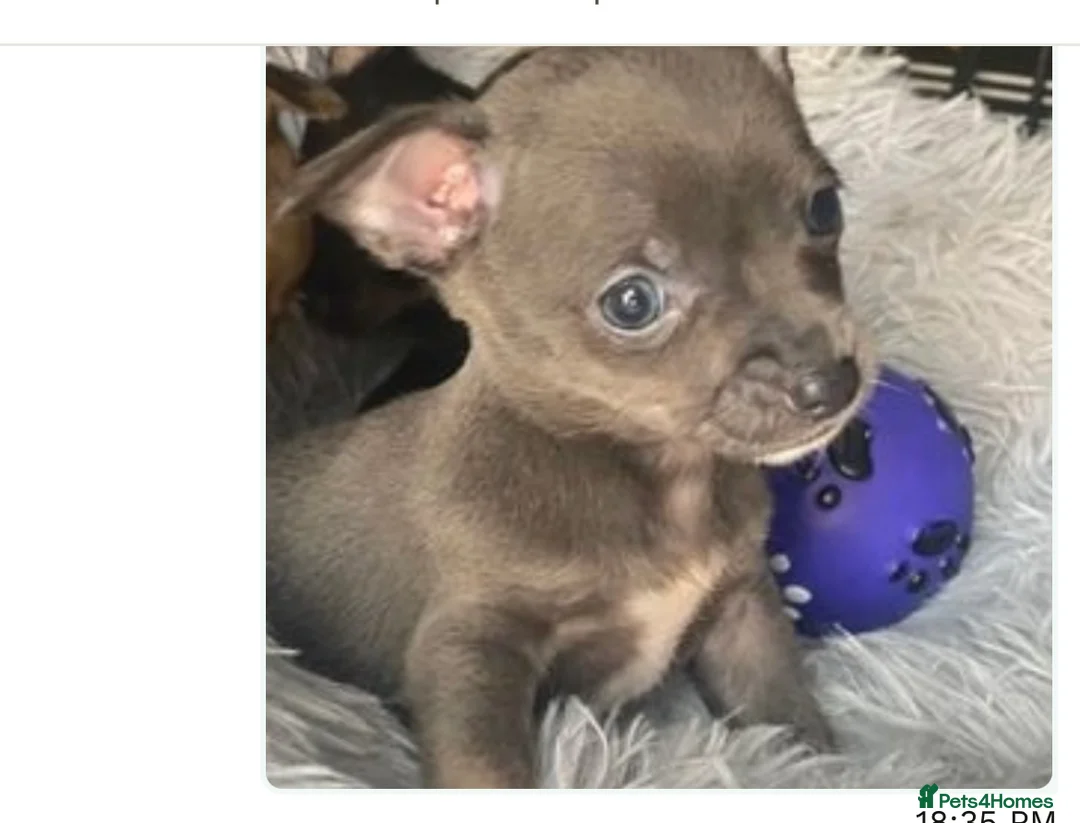 Chihuahua dogs for stud: KC Reg Chihuahua Stud in Stourbridge - Advert 17