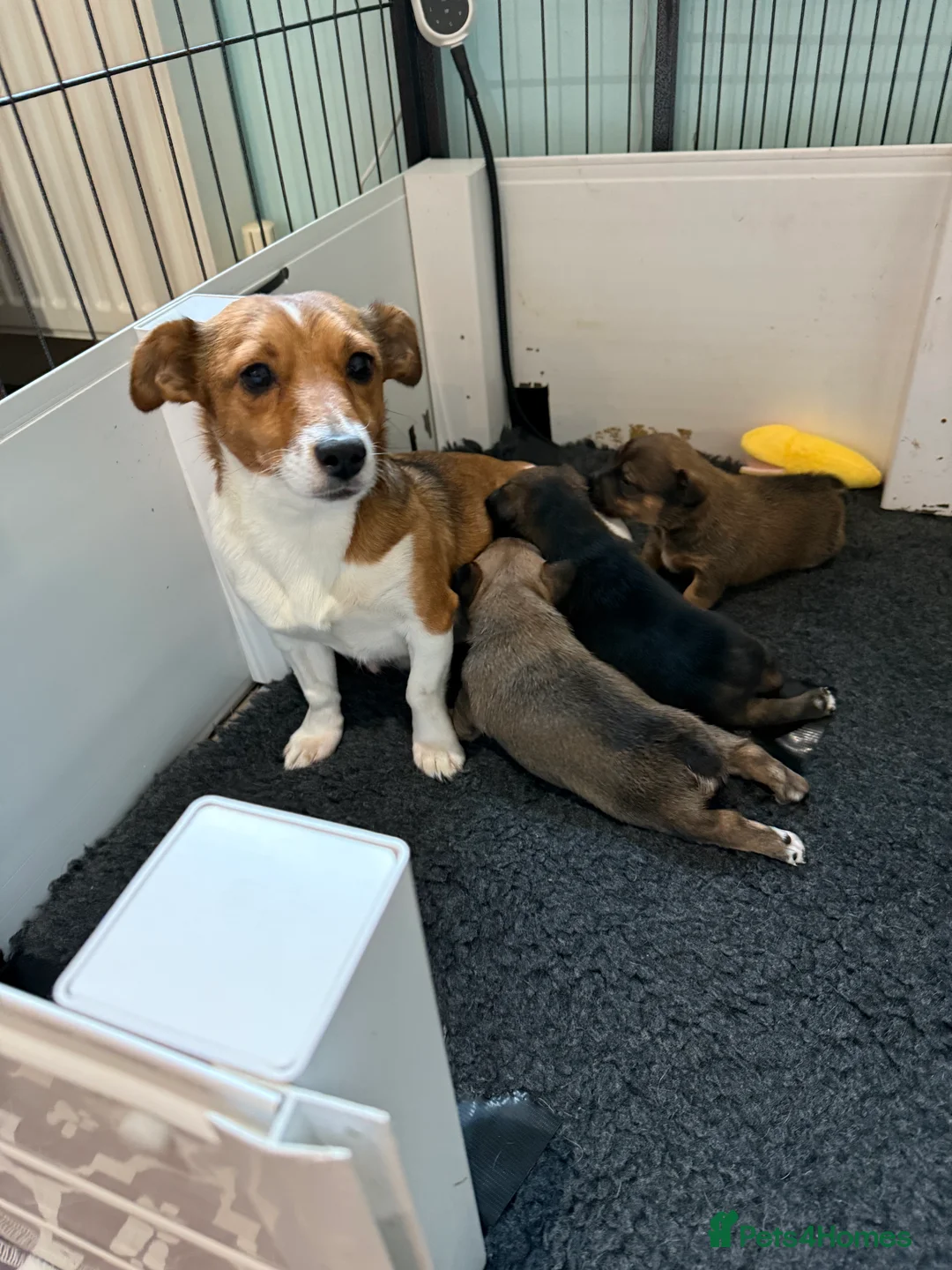 Jack Russell dogs for sale: Gorgeous miniature Jack Russel puppies ready now - Advert 6
