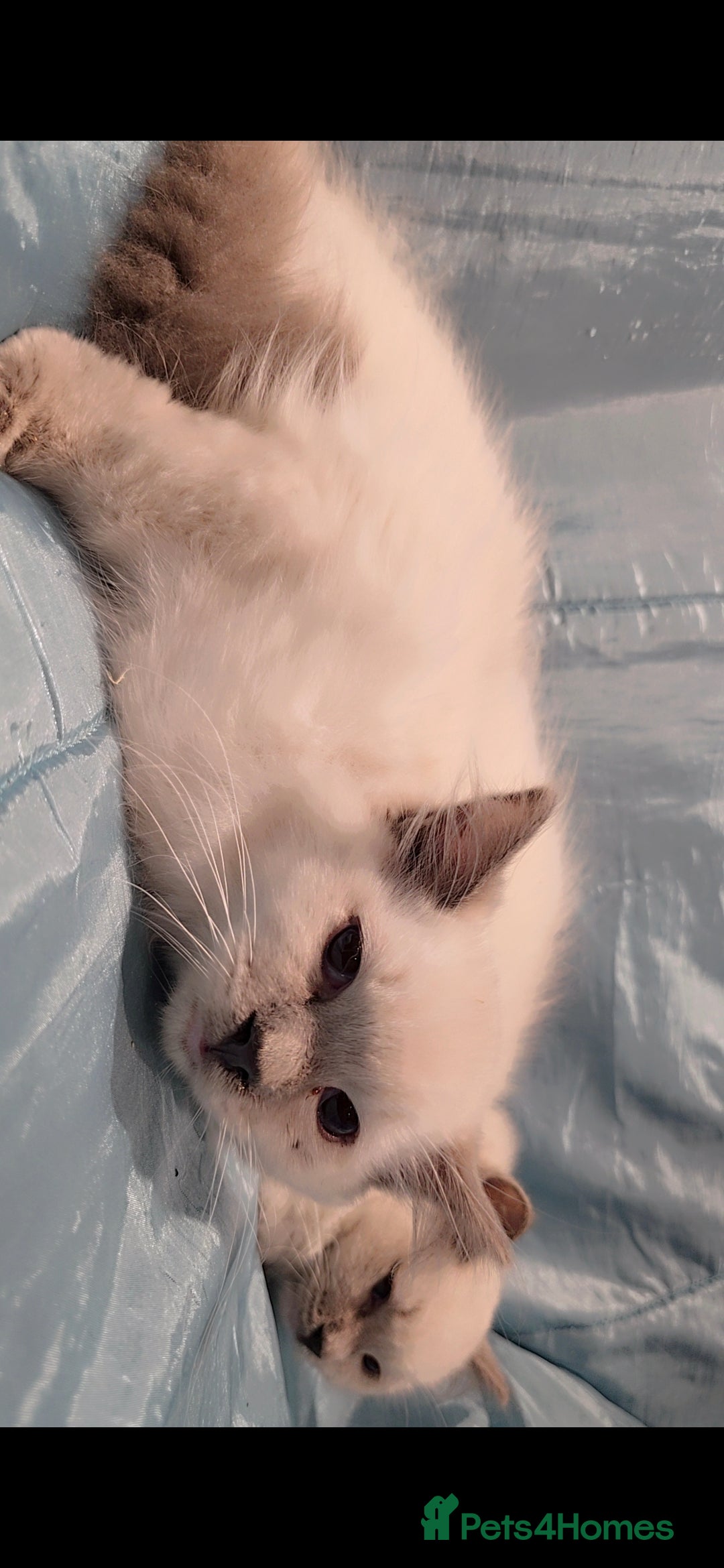 Ragdoll cats for sale: Older kittens  - Advert 7