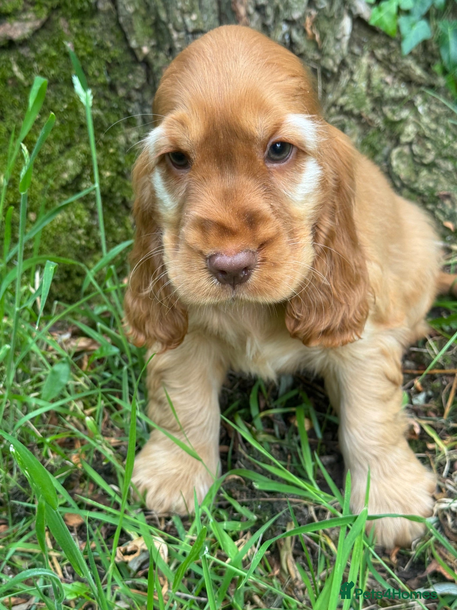 Cocker Spaniel dogs BEAUTIFUL KC REGISTERED❤️SHOW TYPE❤️HEALTHTESTED - Advert 1