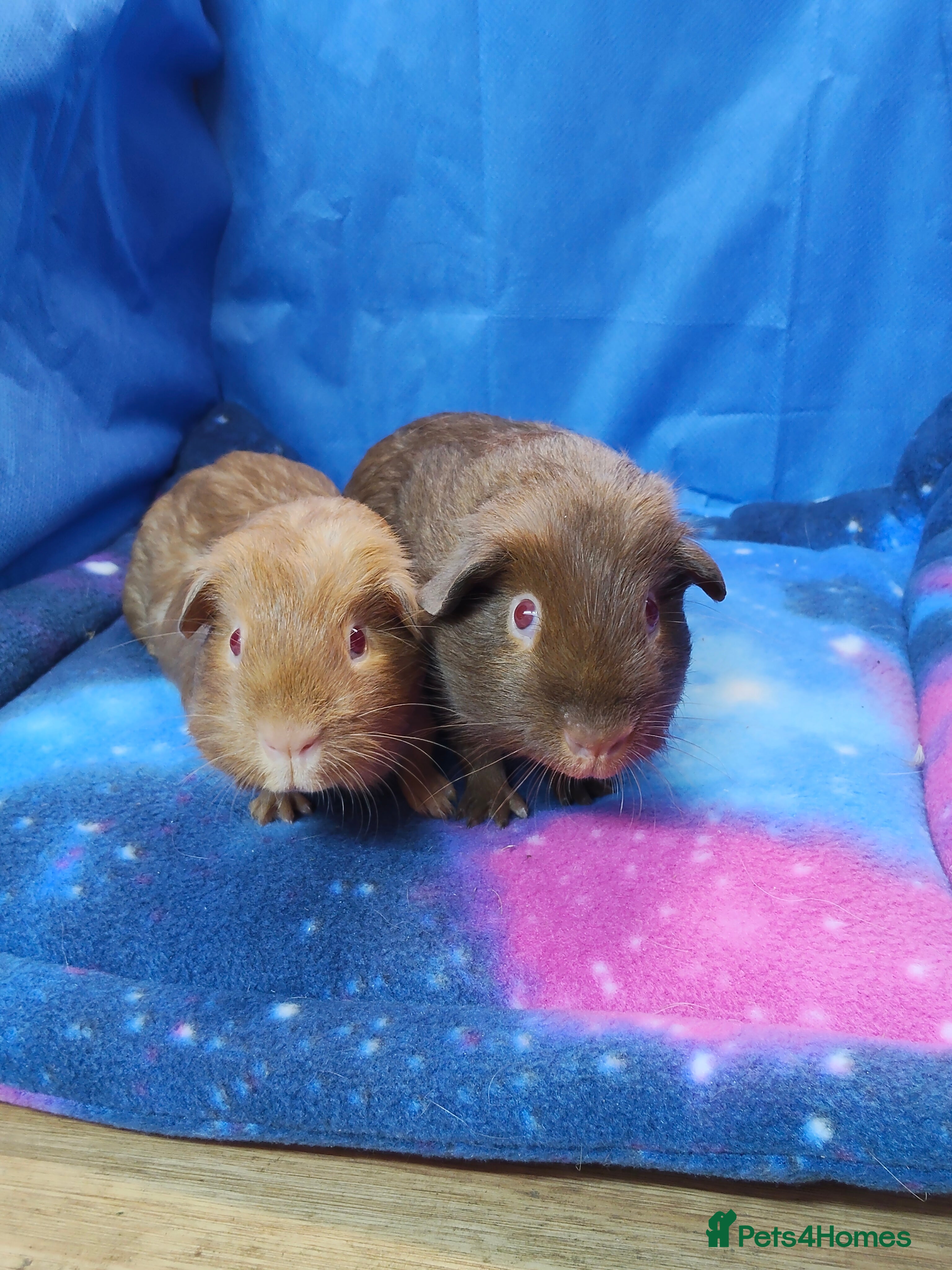 Guinea Pig rodents Guinea pigs  - Advert 18