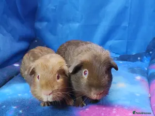 Guinea Pig rodents Guinea pigs - Advert 18