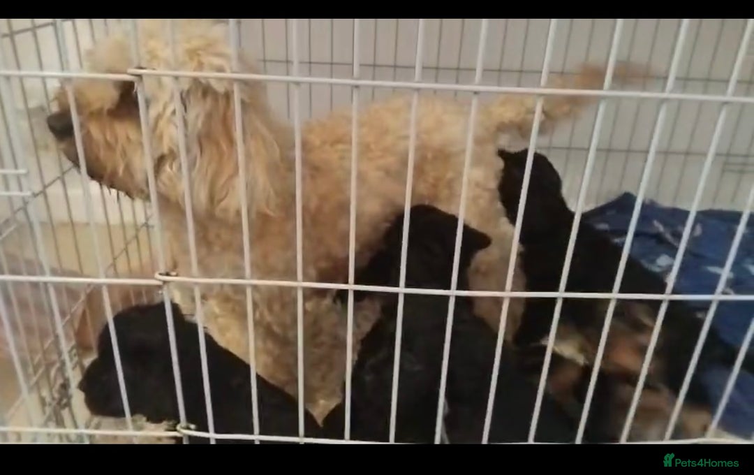 Cavapoo dogs for sale: Maltipoo  - Image 8