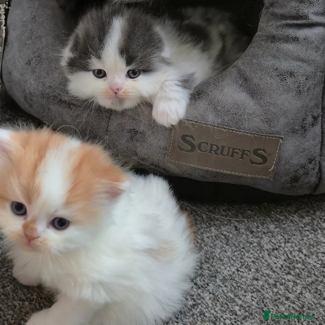 Scottish Fold cats for sale: Scottish Fold & Straight Kittens for Sale  - Advert 12