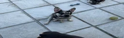French Bulldog dogs for sale: French Bulldogs - Advert 3