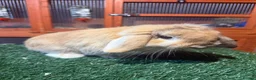 Mini Lop rabbits for sale: Pure breed mini lop buck  - Advert 4