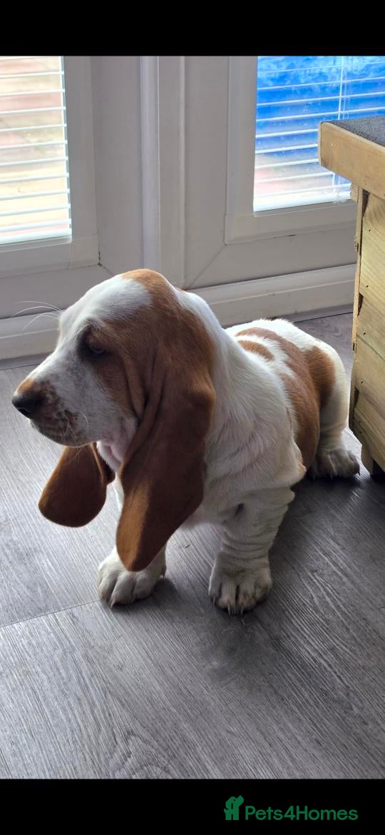 Basset Hound dogs Basset hound pups kc reg.European lines - Advert 2