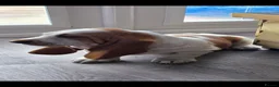 Basset Hound dogs for sale: Basset hound pups kc reg.European lines - Advert 1