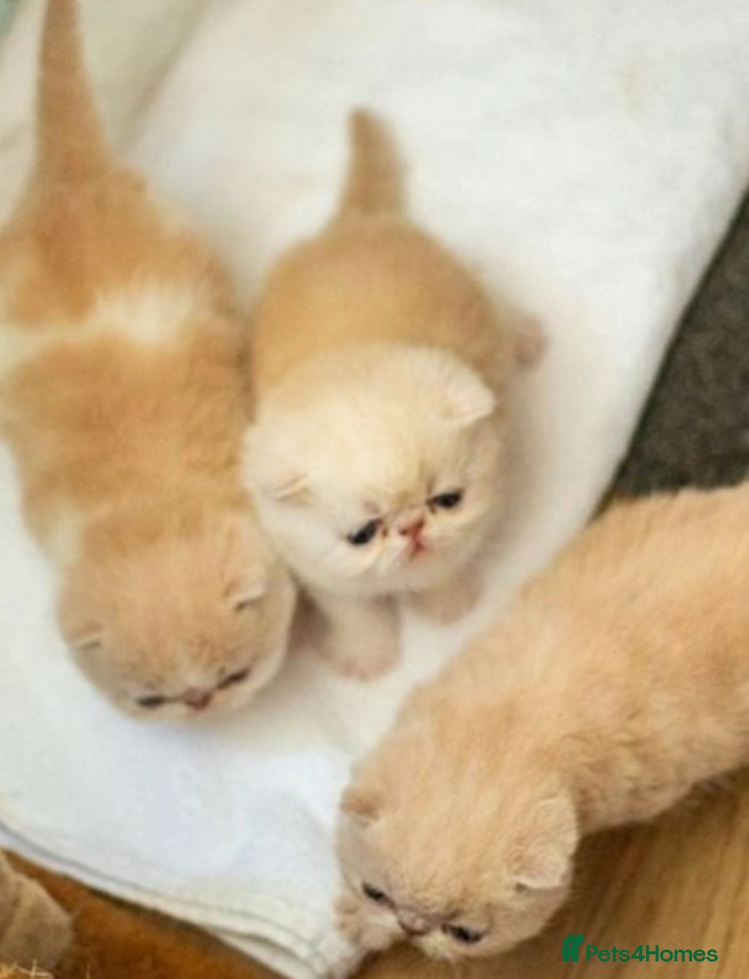 Exotic cats for stud: CREAM TABBY AND WHITE EXOTIC STUD in Barnsley - Advert 9