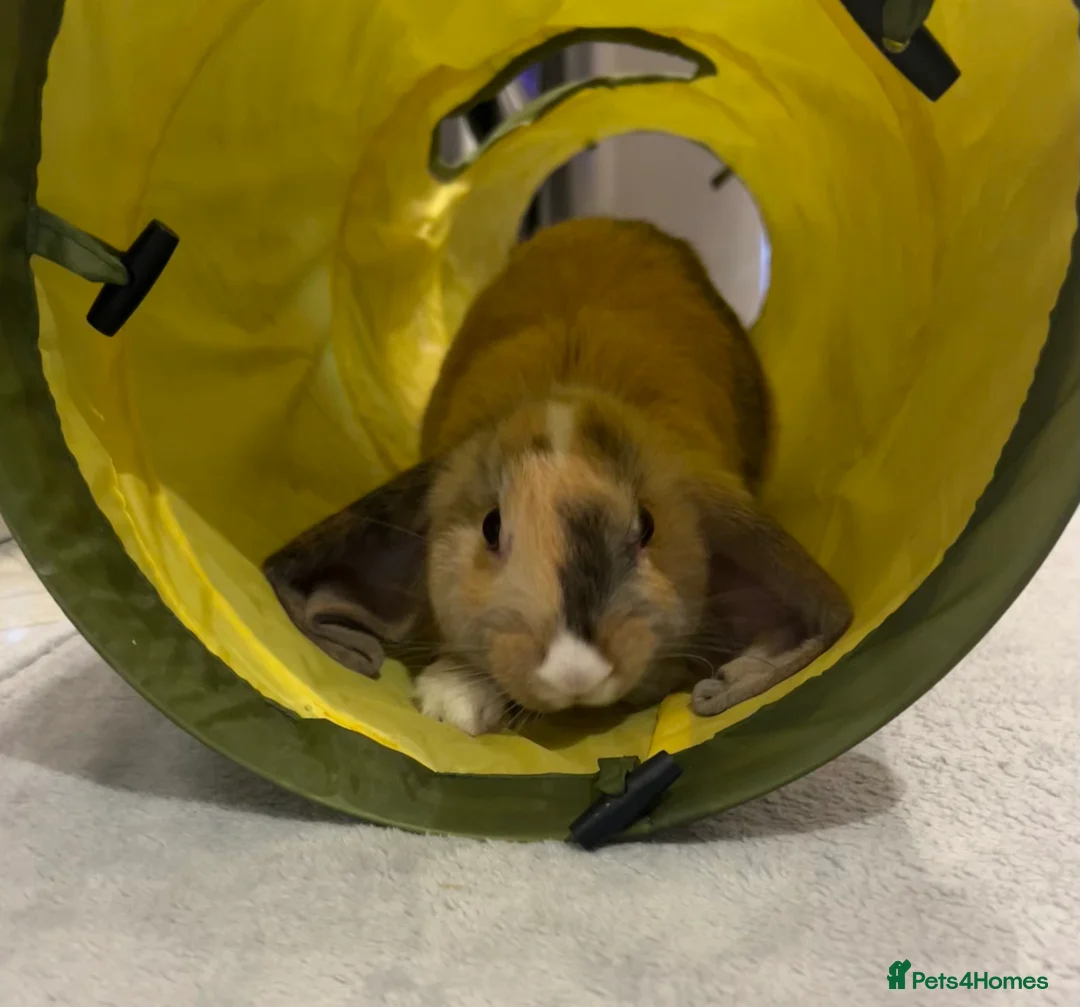 Mixed Breed rabbits for sale: Handsome male lop bunny - 13 weeks old  - Advert 2