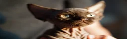 Devon Rex cats for sale: 🤎 Chocolate Devon Rex Boy Umber 🤎 - Advert 15