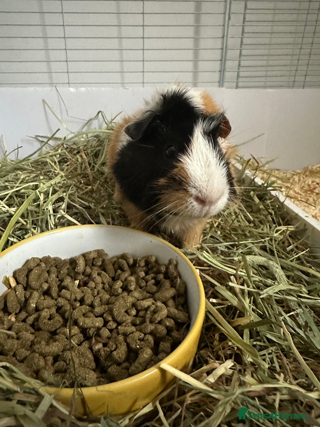 Guinea Pig rodents for sale: 2 male bonded guinea pigs and all accessories  - Image 6