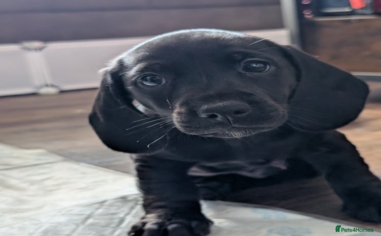 Dachshund dogs - Advert 2