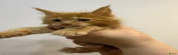 Maine Coon cats for sale: Maine Coon kittens - Advert 10