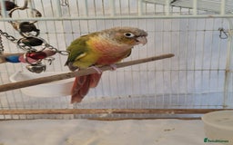 Conures birds for sale: Pineapple conure Male - Image 4
