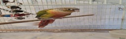 Conures birds for sale: Pineapple conure Male - Advert 4