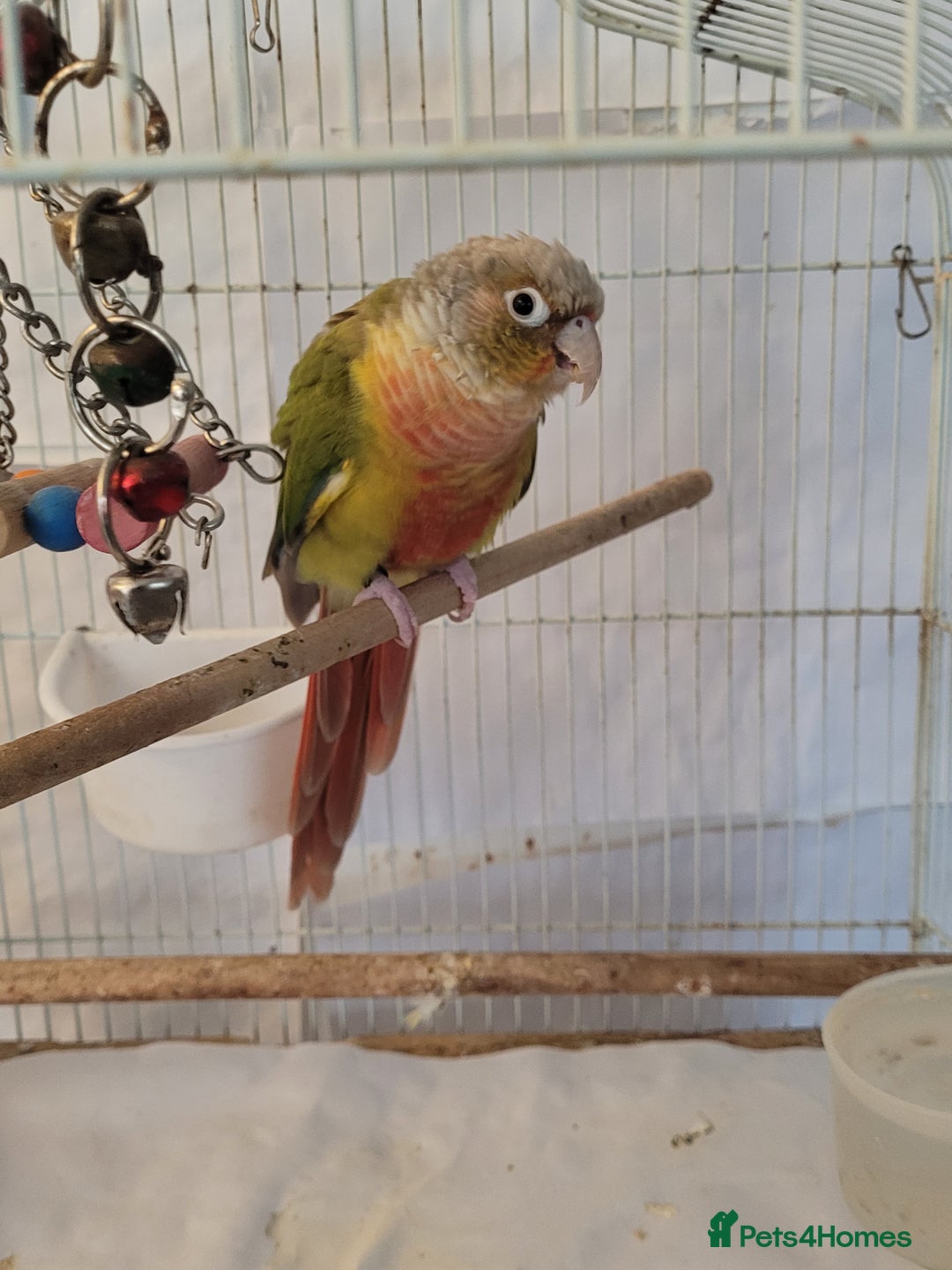 Conures birds for sale: Pineapple conure Male - Image 4