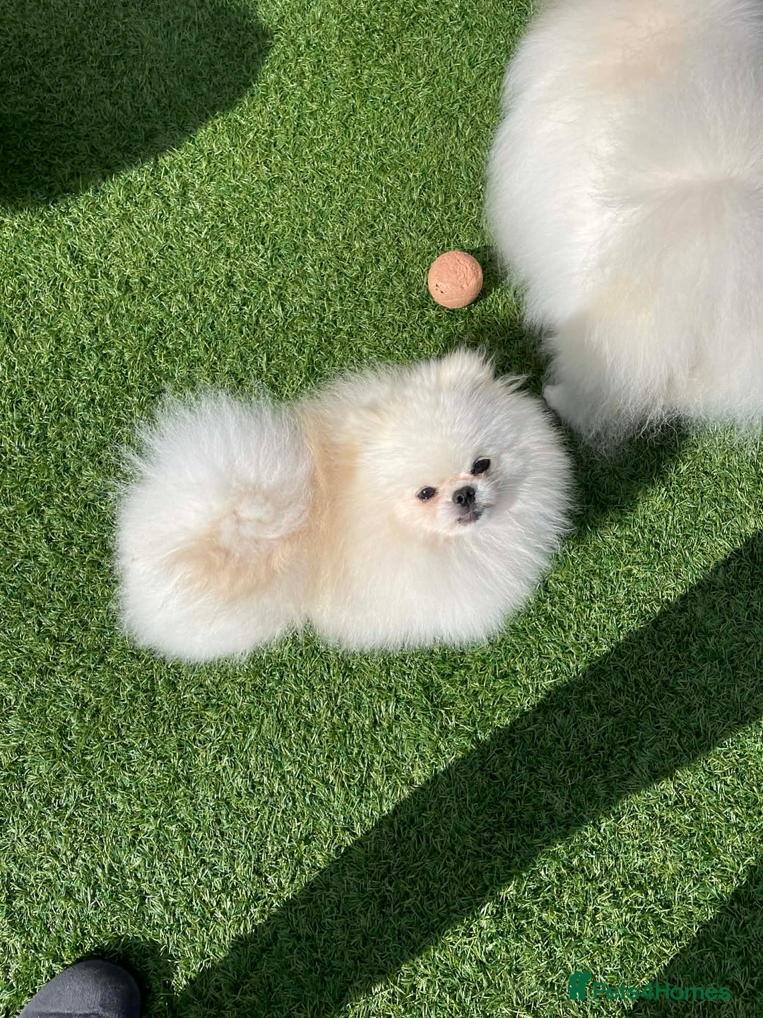 Pomeranian dogs for sale: 🧸 WHITE KC TEDDY BEARS 🧸 TINY, TRUE TYPE! - Advert 8
