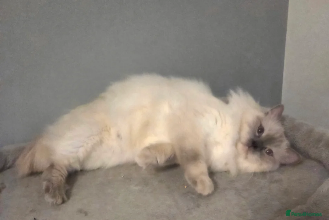 Ragdoll cats for stud: GCCF Lilac Point Ragdoll Stud Proven - Advert 3