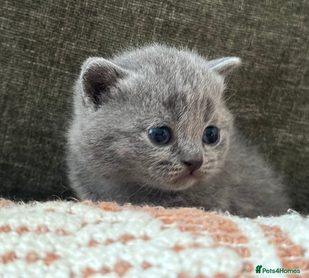 British Shorthair cats for sale: GCCF Registered British Shorthair kittens  - Advert 6