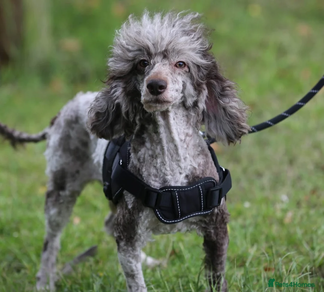 Miniature Poodle dogs for sale: Chocolate Merle poodle boy - Advert 6