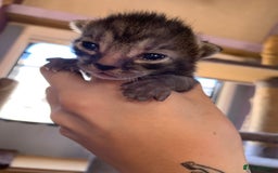 Domestic Shorthair cats for sale: Tabby kittens for sale - Image 19