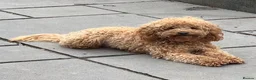 Cavapoo dogs for sale: Beautiful Cavapoo puppies for sale  - Advert 9