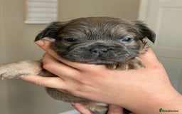 French Bulldog dogs for sale: Furry french bulldogs - Image 1