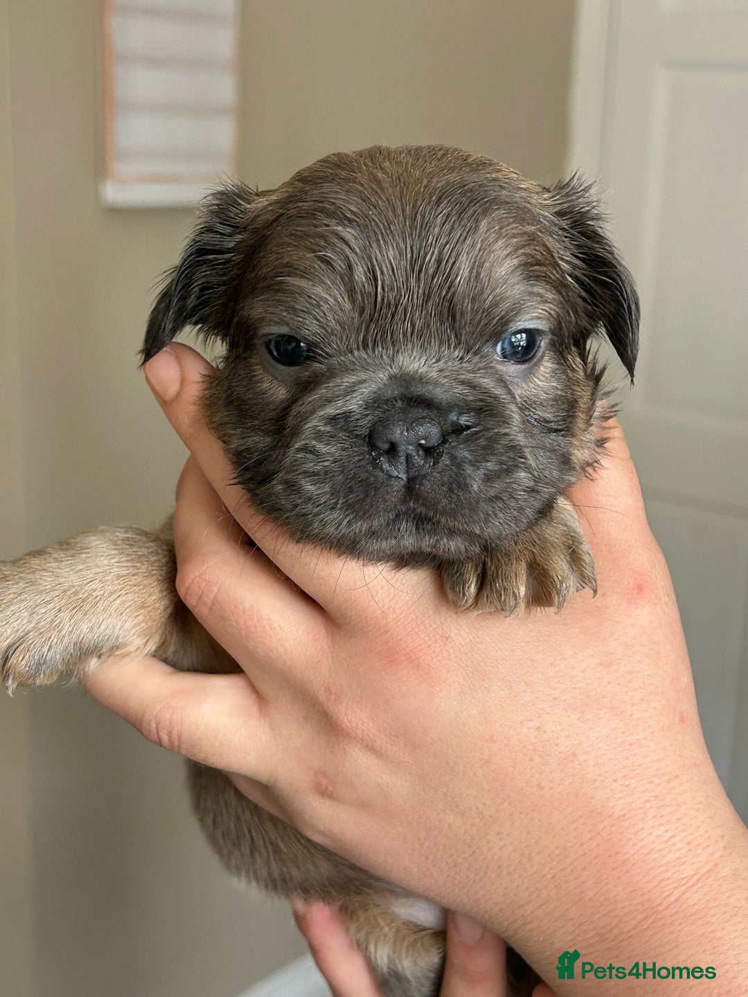 French Bulldog dogs for sale: Furry french bulldogs - Image 1
