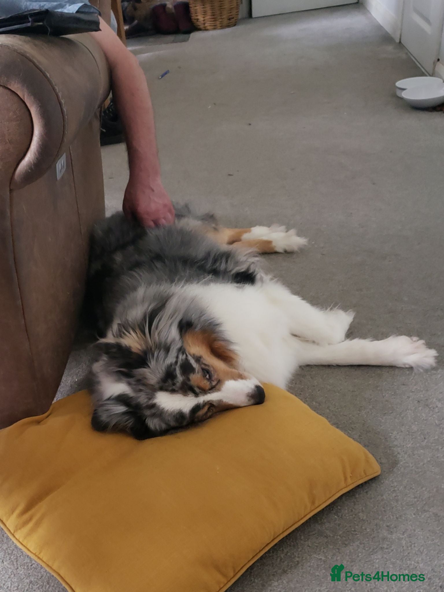 Australian Shepherd dogs Long term adoption for older dog - Advert 5