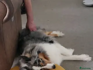 Australian Shepherd dogs Long term adoption for older dog - Advert 5