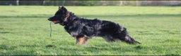 German Shepherd dogs for stud: German Shepherd stud in Basildon - Advert 2