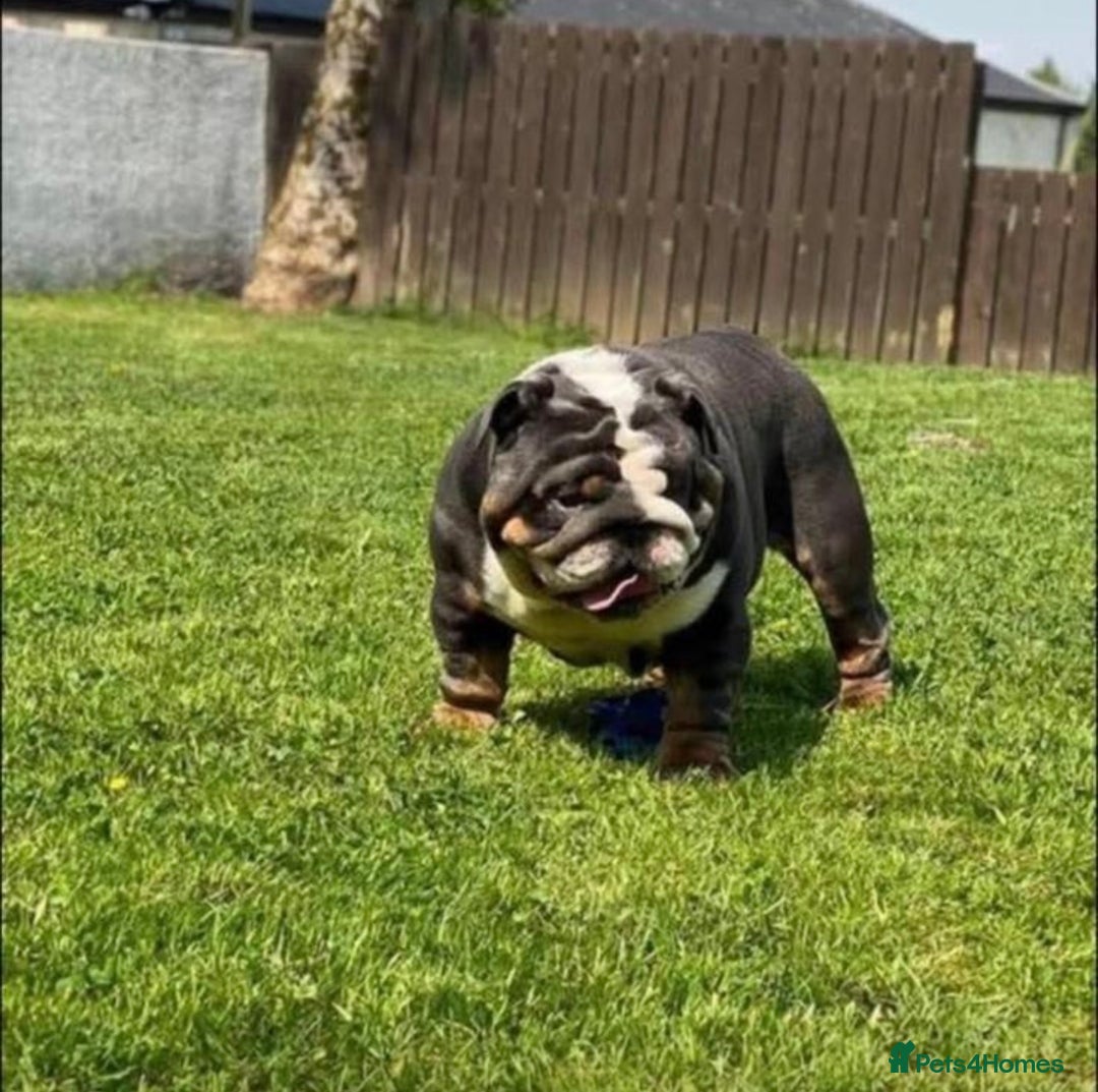 English Bulldog dogs for sale: English bulldog puppies - Advert 38