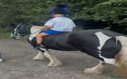 Irish Cob horses for sale: FOR SALE – Super Safe Cob Pony - Image 3