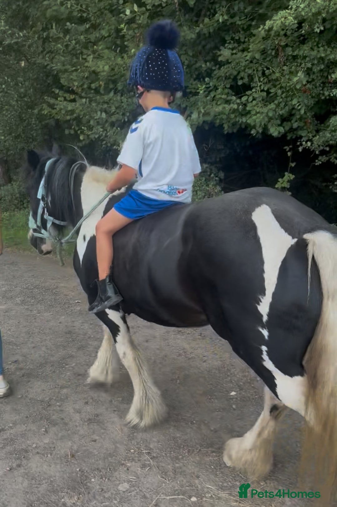 Irish Cob horses for sale: FOR SALE – Super Safe Cob Pony - Image 3