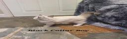 Ragdoll cats for sale: 💖11 WEEKS OLD💖 GCCF Registered Ragdoll Kittens. - Advert 15
