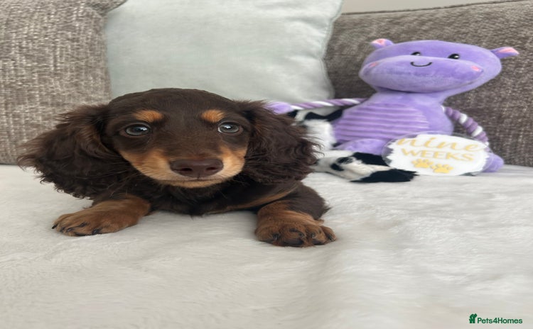 Miniature Dachshund dogs - Advert 14