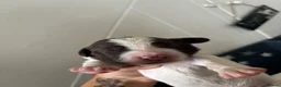 English Springer Spaniel dogs for sale: Working Pure Springer Spaniel Puppies  - Advert 9